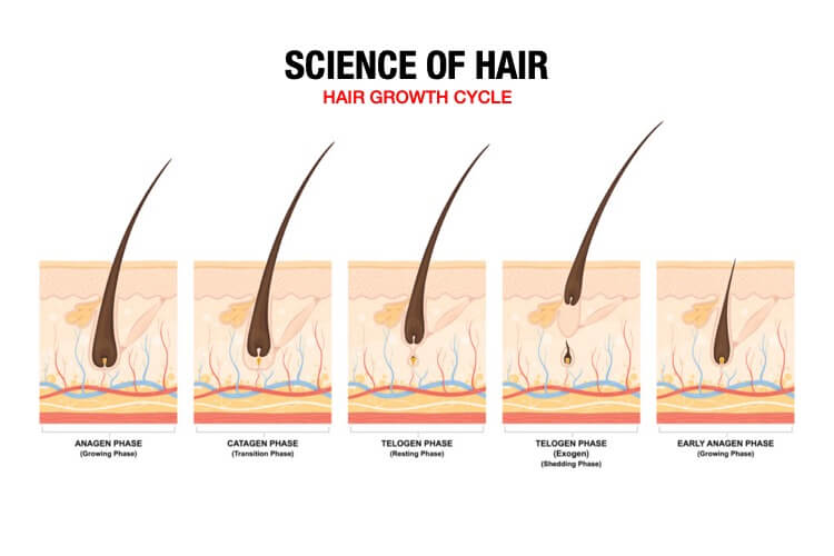 How to Make Hair Grow Faster: 2 Essential Facts You Should Know | Happy Head